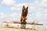 BERGER ALLEMAND 255
